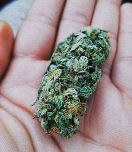 Bubblegum Gelato (Value Bud)🍨🍬